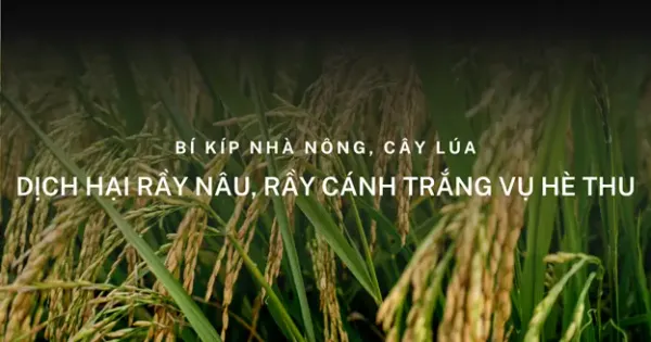Rầy Phấn Trắng (Aleurocybotus indicus) - Dịch Hại Nguy Hiểm Khó Phòng Trị Trên Lúa Vụ Hè Thu