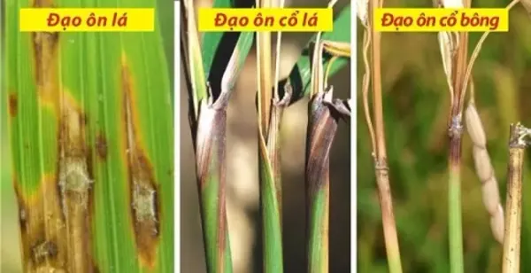 Cách Phòng Trừ Bệnh Đạo Ôn Hại Lúa Hiệu Quả, Bảo Vệ Năng Suất Mùa Vụ