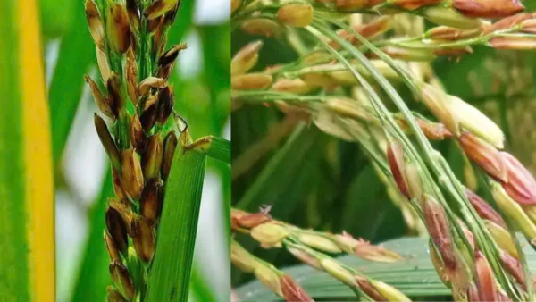 BỆNH LEM LÉP HẠT TRÊN LÚA: NGUYÊN NHÂN, TRIỆU CHỨNG VÀ BIỆN PHÁP KHẮC PHỤC